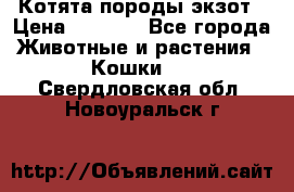 Котята породы экзот › Цена ­ 7 000 - Все города Животные и растения » Кошки   . Свердловская обл.,Новоуральск г.